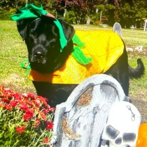 Dog Halloween/Fall Costume Pumpkin with leaf head piece
